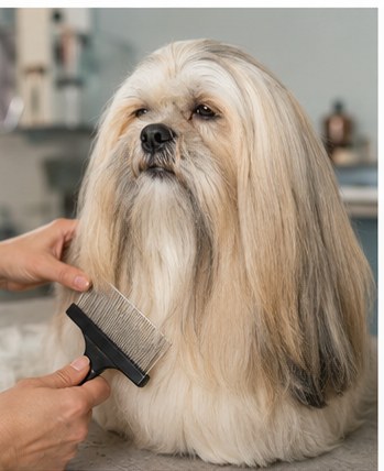 Cuidados com Lhasa Apso: olhos, pele, ouvidos e comportamento