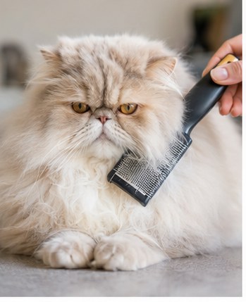 Cuidados com gato Persa: olhos, respiração, pelagem e prevenção