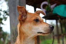 Tico