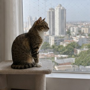 Rotina veterinária para gatos que vivem dentro de casa